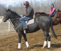 Gray or Roan Colt